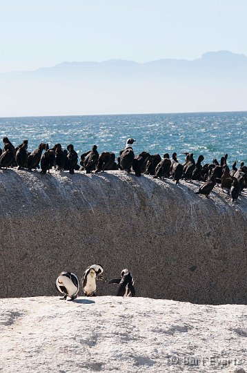 DSC_1148.jpg - Cape Cormorants and Jackass Pinguins