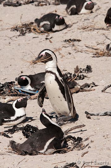 DSC_1155.jpg - Jackass Pinguin carrying nest material