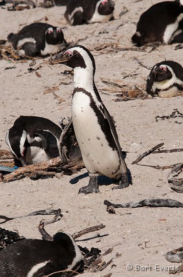 DSC_1157.jpg - Jackass Pinguins carrying nest material
