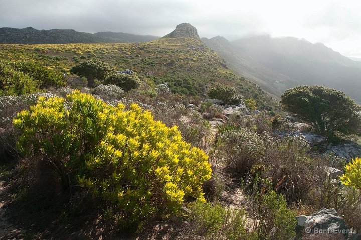DSC_5925.jpg - Beginning of Spring on Table Mountain