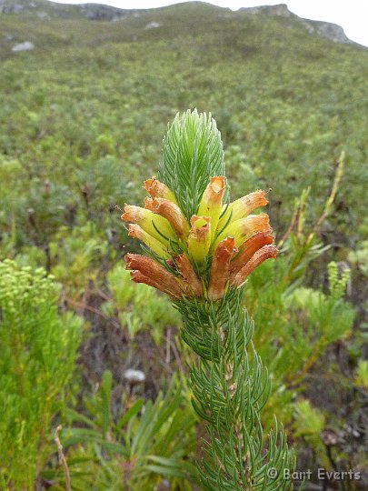 P1010334.JPG - Flora of the Cape