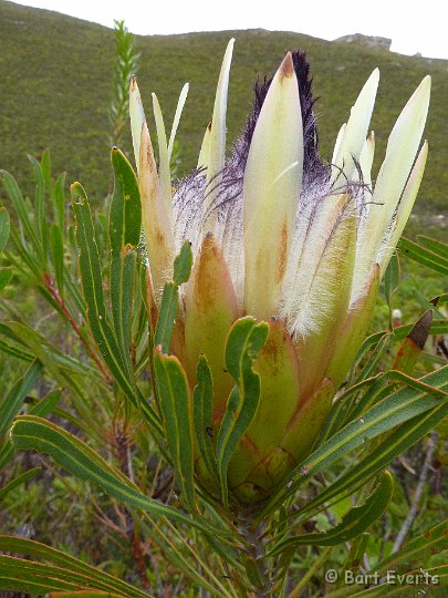 P1010336.JPG - Flora of the Cape