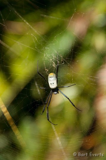 DSC_1103.jpg - big spider