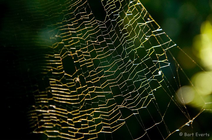 DSC_1107.jpg - spiderwebb