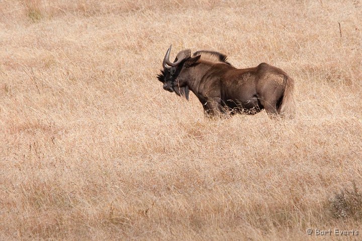 DSC_1723.jpg - Black wildebeest