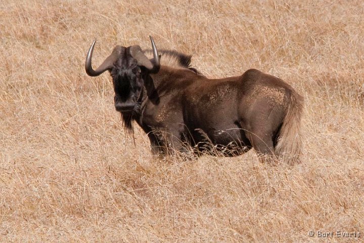 DSC_1725.jpg - Black wildebeest