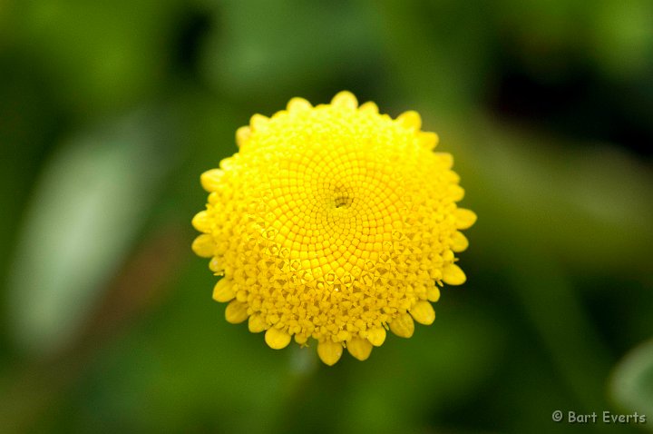 DSC_1414.jpg - flower