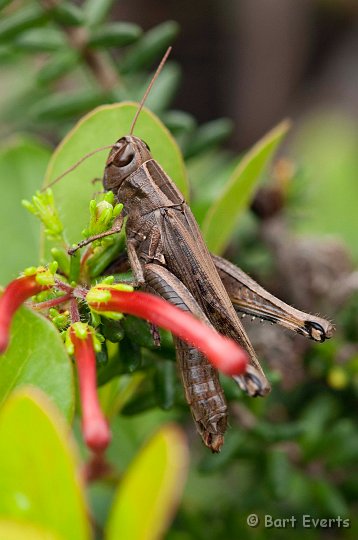 DSC_1418.jpg - grasshopper