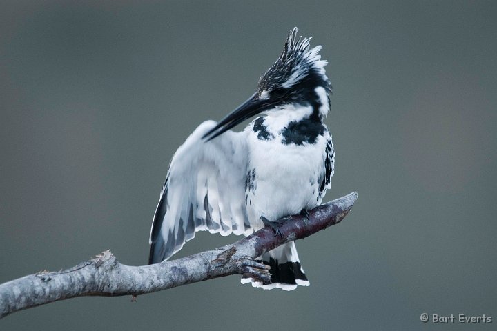 DSC_1543.jpg - Pied Kingfisher