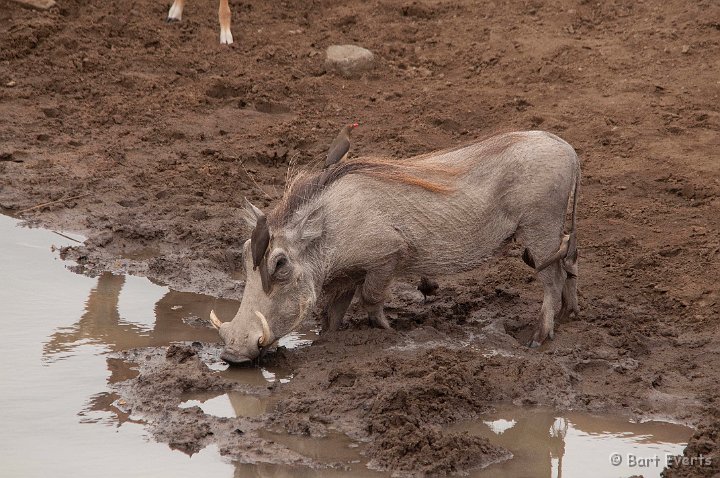 DSC_2061.jpg - Warthog being picked on by red-billed oxpeckers