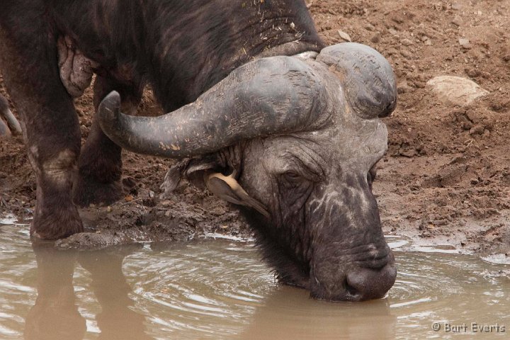 DSC_2076.jpg - Drinking buffalo
