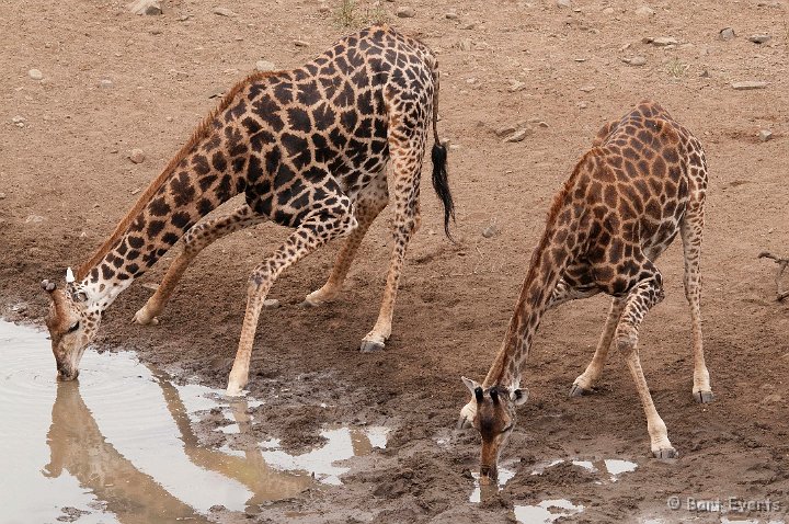 DSC_2077.jpg - Drinking giraffes