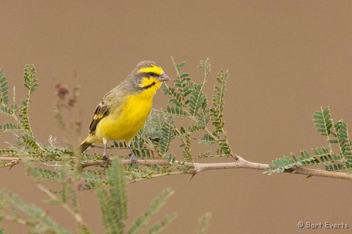 DSC_2081.jpg - Yellow-fronted Canary