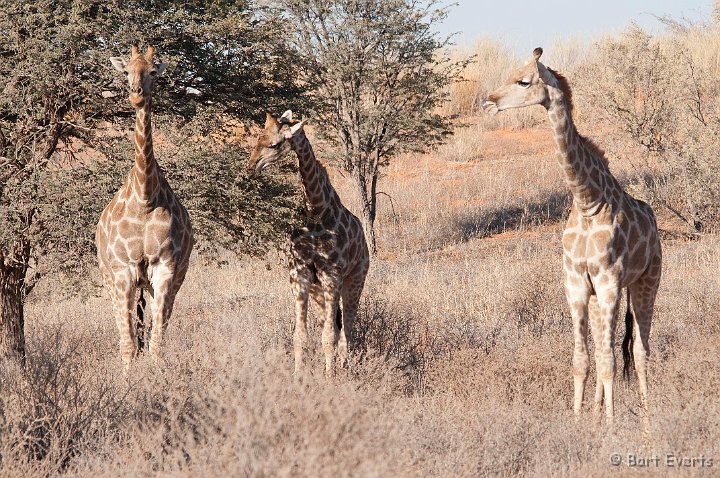 DSC_5564.jpg - Giraffes