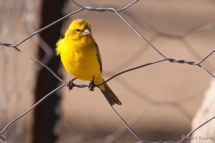 DSC_5591.jpg - Yellow Canary