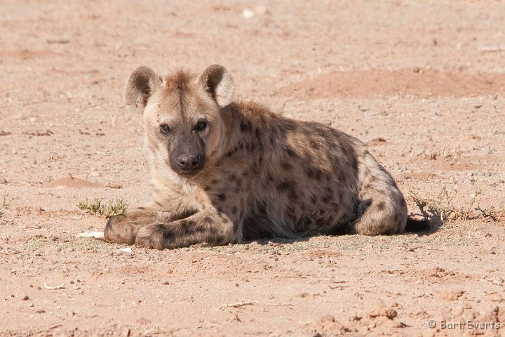 DSC_5620.jpg - Spotted Hyena