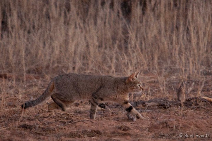 DSC_5641.jpg - African Wildcat