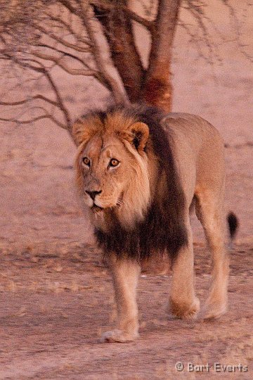 DSC_5664.jpg - Blackmaned Kalahari-Lion