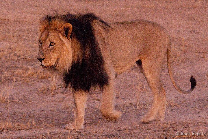 DSC_5667.jpg - Blackmaned Kalahari-Lion