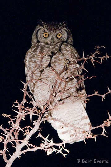 DSC_5677.jpg - Spotted Eagle-owl