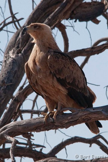 DSC_5708.jpg - Tawny eagle