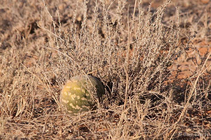 DSC_5731.jpg - Kalahari Melon