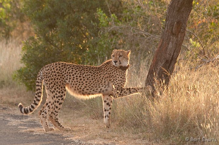 DSC_2226.jpg - Cheetah