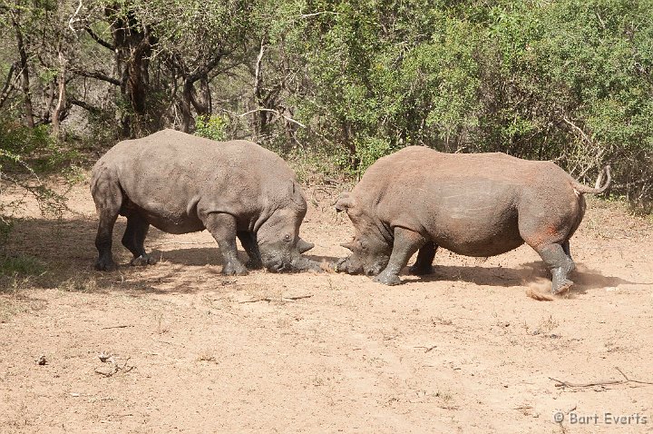 DSC_2287.jpg - Fighting Rhino bulls