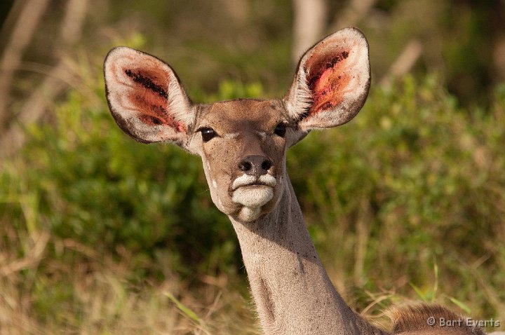 DSC_1880.jpg - Greater kudu female