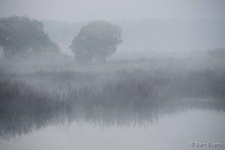 DSC_3599.jpg - early morning fog