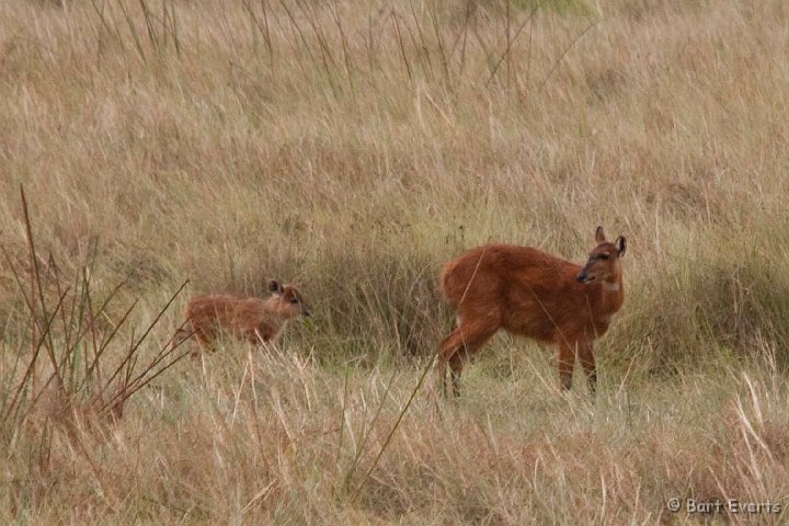 DSC_3820.jpg - Sitatunga mother and young
