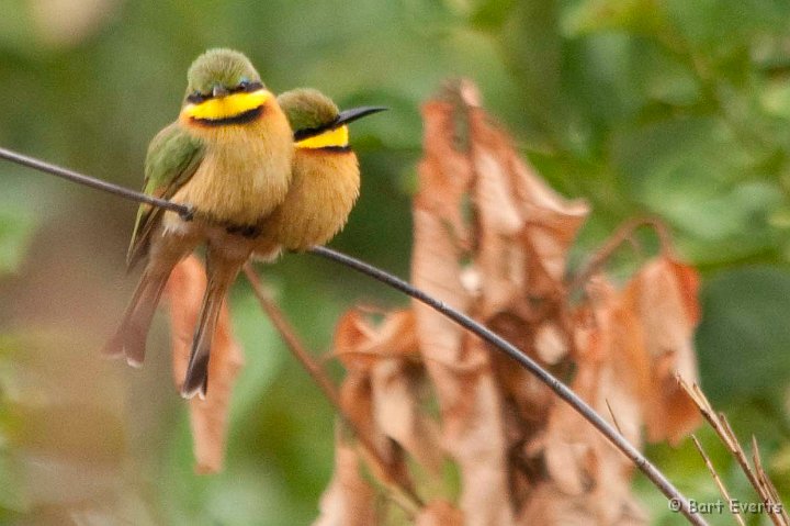 DSC_3838.jpg - Little Bee-eaters