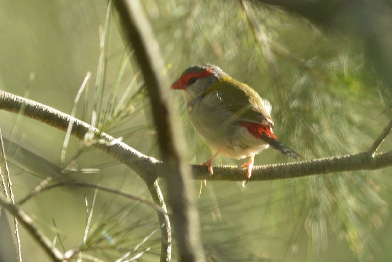 DSC_2504.jpg - Red-browed Finch
