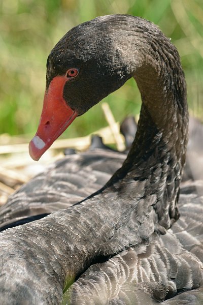 DSC_2537.jpg - Black Swan