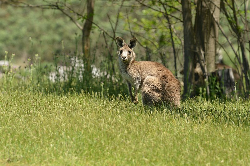 DSC_2566.jpg - Eastern Grey Kangaroo