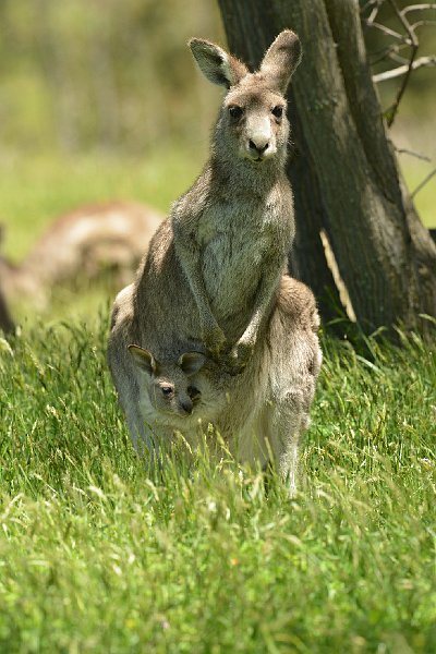 DSC_2578.jpg - Eastern Grey Kangaroo