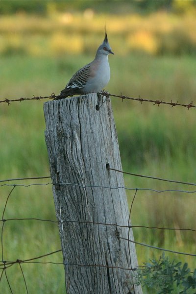 DSC_2599.jpg - Crested Pigeon