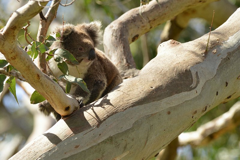DSC_2951.jpg - Otway NP: Koalas