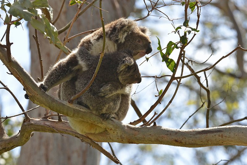 DSC_2989.jpg - Otway NP: Koalas