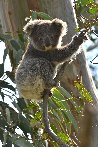 DSC_3004.jpg - Otway NP: Koalas