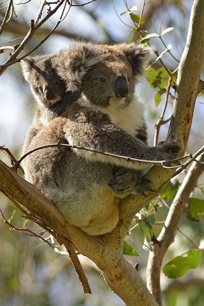 DSC_3012.jpg - Otway NP: Koalas