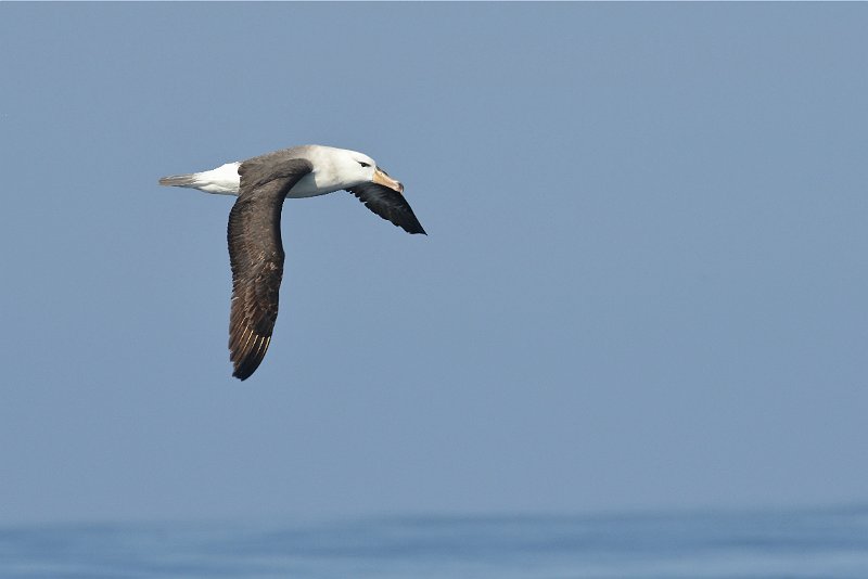 DSC_2256.jpg - Black-browed Albatross