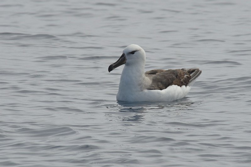 DSC_2269.jpg - young Black-browed albatross