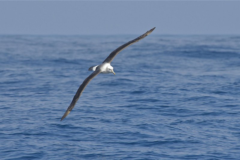 DSC_2280.jpg - Shy Albatross