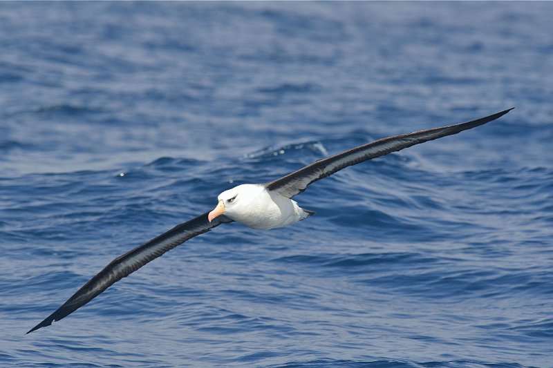 DSC_2289.jpg - Campbell Albatross
