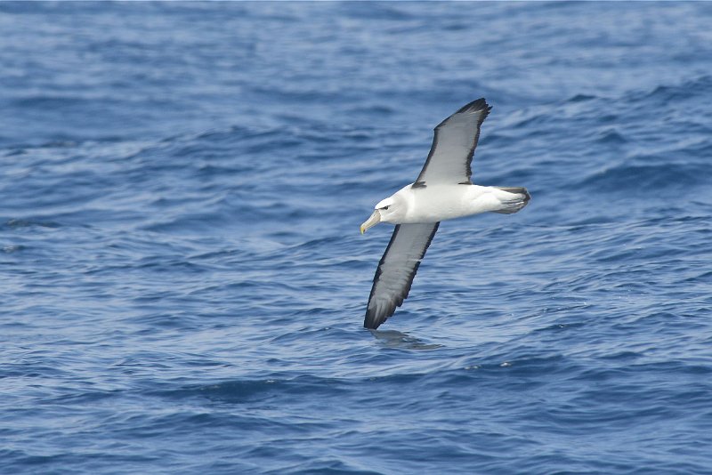 DSC_2306.jpg - Shy Albatross