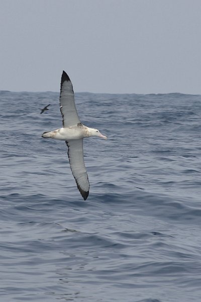 DSC_2342.jpg - Wandering Albatross