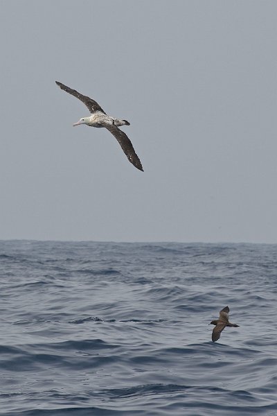 DSC_2346.jpg - Wandering Albatross