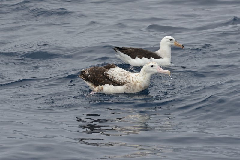 DSC_2357.jpg - Wandering and Black-browed Albatross