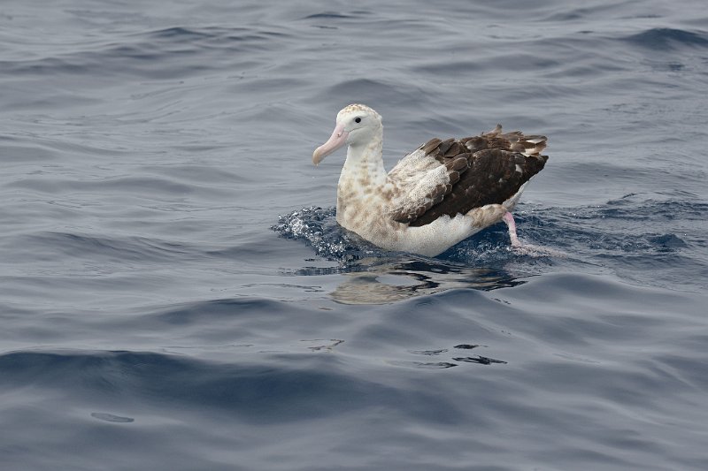 DSC_2360.jpg - Wandering Albatross